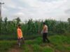 Bhabinkamtibmas Desa Cempi Jaya Pantau Lahan Jagung Warga, Dorong Peningkatan Produktivitas Pertanian