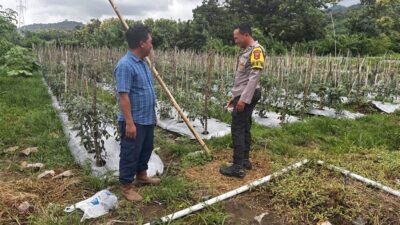 Dukung Swasembada Pangan, Bhabinkamtibmas Desa Rhee Loka Pantau Budidaya Cabai Warga