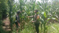 Dukung Swasembada Jagung, Bhabinkamtibmas Desa Rhee Pantau Pertumbuhan Tanaman di Lahan Warga