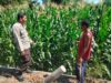 Bhabinkamtibmas Polsek Hu’u Kawal Ketahanan Pangan, Dampingi Petani Jagung hingga Masa Panen