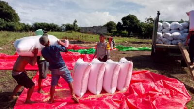 BHABINKAMTIBMAS POLSEK PEKAT KAWAL AKTIVITAS PANEN JAGUNG, DORONG PETANI KELOLA HASIL PANEN DAN MANFAATKAN PEKARANGAN