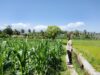 Dukung Ketahanan Pangan Nasional, Bhabinkamtibmas Desa Kalabeso Pantau Lahan Jagung Warga