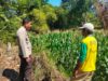 Bhabinkamtibmas Polsek Hu’u Pantau Lahan Jagung Warga, Wujud Nyata Dukungan Polri terhadap Ketahanan Pangan Nasional