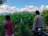 Bhabinkamtibmas Desa Tanju Intensif Dampingi Petani Jagung, Perkuat Ketahanan Pangan di Kecamatan Manggelewa