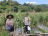 Perkuat Ketahanan Pangan, Bhabinkamtibmas Desa Rhee Pantau Budidaya Tanaman Hortikultura Warga