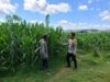 BKTM Desa Dorokobo Pantau Lahan Jagung Warga, Dorong Produktivitas Pertanian Menuju Indonesia Emas