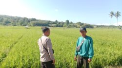 Pantau Stabilitas Harga, Bhabinkamtibmas Desa Lunyuk Rea Sambangi Petani Padi