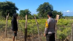 Dukung Ketahanan Pangan, Bhabinkamtibmas Desa Suka Mulya Sambangi Petani Cabai di Labangka