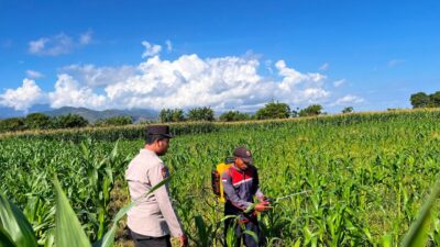 Dukung Swasembada Pangan, Bhabinkamtibmas Desa Pukat Tinjau Langsung Pertumbuhan Tanaman Jagung Warga