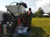 Babinsa Midang Dampingi Panen Padi, Semangat Petani Kian Menguat