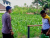 Bhabinkamtibmas Desa Masbagik Timur Monitoring Lahan Jagung, Perkuat Ketahanan Pangan dan Ajak Warga Jaga Kamtibmas