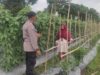 Bhabinkamtibmas Polsek Labuapi Edukasi Petani Hortikultura Lombok Barat