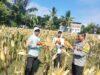 Bhabinkamtibmas Desa Bagik Papan Cek Panen Jagung dan Berikan Himbauan Kamtibmas kepada Masyarakat