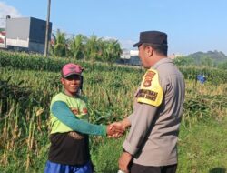 Kunci Sukses Panen Jagung Melimpah: Simak Dialog Edukatif Bhabinkamtibmas dan Petani untuk Ketahanan Pangan Nasional