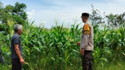 Transformasi Lahan Tidur Jadi Sumber Gizi, Cara Polsek Labuapi Perkuat Ketahanan Pangan Keluarga