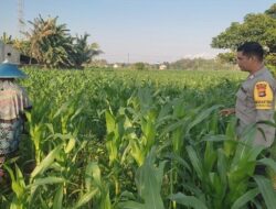 Komitmen Polsek Labuapi Kawal Ketahanan Pangan, Turun Langsung Dampingi Petani Jagung di Lombok Barat