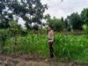 Polisi Dampingi Petani Jagung di Lombok Barat Guna Jaga Ketahanan Pangan