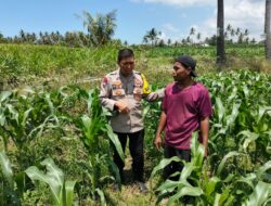 Bhabinkamtibmas Desa Bagik Papan Cek Tanaman Jagung Warga, Dukung Ketahanan Pangan dan Sampaikan Imbauan Kamtibmas