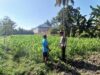 Bhabinkamtibmas Desa Kalianyar Cek Ketahanan Pangan, Pastikan Tanaman Jagung Warga Tumbuh Optimal