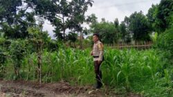 Upaya Polsek Labuapi Jaga Stabilitas Bahan Pokok dan Ketahanan Pangan di Terong Tawah