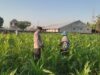Perkuat Ketahanan Pangan Lombok Barat, Polsek Labuapi Dampingi Petani Desa Kuranji Dalang