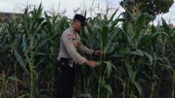 Ubah Pekarangan Jadi Lahan Produktif, Cara Polsek Labuapi Perkuat Ekonomi Warga