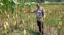 Perkuat Ketahanan Pangan Desa, Polsek Labuapi Turun Langsung Dampingi Petani Merembu