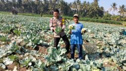 Bhabinkamtibmas Desa Bagik Papan Cek Panen Sayur dan Berikan Imbauan Kamtibmas kepada Warga