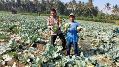 Bhabinkamtibmas Desa Bagik Papan Cek Panen Sayur dan Berikan Imbauan Kamtibmas kepada Warga