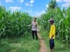 Bhabinkamtibmas Polsek Kempo Pantau Lahan Jagung Warga, Dukung Ketahanan Pangan Menuju Indonesia Emas