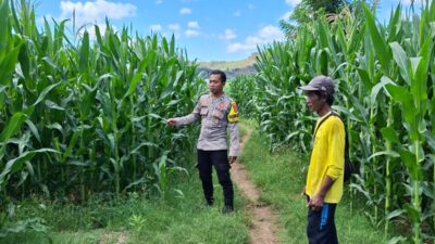 Bhabinkamtibmas Polsek Kempo Pantau Lahan Jagung Warga, Dukung Ketahanan Pangan Menuju Indonesia Emas