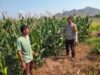 Bhabinkamtibmas Polsek Kempo Pantau Lahan Jagung Warga, Dukung Ketahanan Pangan Menuju Indonesia Emas