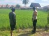 Bhabinkamtibmas Desa Uma Beringin Tinjau Lahan Padi dan Imbau Pemanfaatan Pekarangan