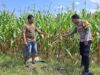 Bhabinkamtibmas Dorokobo Pantau Lahan Jagung Warga, Dukung Ketahanan Pangan Menuju Indonesia Emas