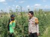 Dukung Ketahanan Pangan Nasional, Bhabinkamtibmas Kelurahan Lempeh Sambangi Warga Penggiat Tanaman Hortikultura