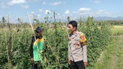 Dukung Ketahanan Pangan Nasional, Bhabinkamtibmas Kelurahan Lempeh Sambangi Warga Penggiat Tanaman Hortikultura