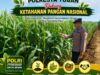Polisi Polsek jenu Polres Tuban Turun ke Ladang, Dampingi Petani Jagung Dukung Ketahanan Pangan