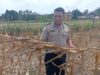 Polisi Polsek Kenduruan Polresta Tuban Cek Lahan Jagung Warga, Wujud Dukungan Polri terhadap Program Asta Cita Presiden RI