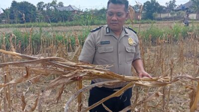 Polisi Polsek Kenduruan Polresta Tuban Cek Lahan Jagung Warga, Wujud Dukungan Polri terhadap Program Asta Cita Presiden RI
