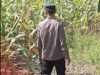 Bhabinkamtibmas Polsek Widang Monitoring Pertumbuhan Jagung