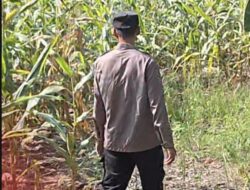 Bhabinkamtibmas Polsek Widang Monitoring Pertumbuhan Jagung
