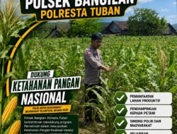 POLSEK BANGILAN MONITORING KETAHANAN PANGAN TANAMAN JAGUNG