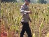Cek Kualitas Buah Jagung Siap Panen, Polsek Widang Polresta Tuban Dukung Astacita