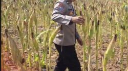 Cek Kualitas Buah Jagung Siap Panen, Polsek Widang Polresta Tuban Dukung Astacita