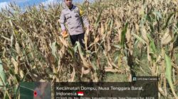 BHABINKAMTIBMAS DESA O’O CEK KESIAPAN LAHAN JAGUNG JELANG PANEN RAYA SERENTAK
