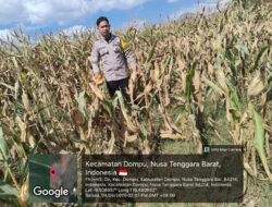 BHABINKAMTIBMAS DESA O’O CEK KESIAPAN LAHAN JAGUNG JELANG PANEN RAYA SERENTAK