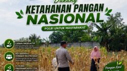 Polri Dukung Astacita, Polsek Semanding Polresta Tuban Turun Cek Tanaman jagung milik Warga di Desa Kowang