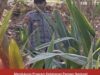 Mendukung Program Ketahanan Pangan, Polsek Widang Patroli Kawasan Lahan Pertanian Jagung