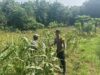 DUKUNG KETAHANAN PANGAN NASIONAL, BHABINKAMTIBMAS DESA PACING POLSEK PARENGAN MELAKSANAKAN PENDAMPINGAN PETANI JAGUNG DI DESA PACING KEC. PARENGAN.