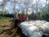 Bhabinkamtibmas Desa Rarak Ronges Dampingi Panen Jagung Tahap III, Pastikan Hasil Petani Terserap Pasar